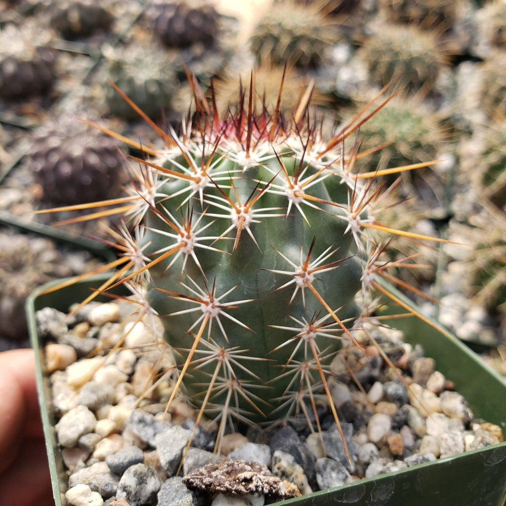 Echinocereus ferreirianus