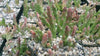 Stapelia orbea variegata star fish plant