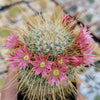 Mammillaria magnifica