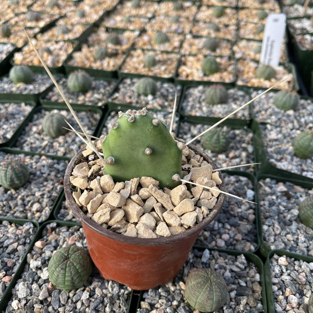 Opuntia quimilo pad cutting