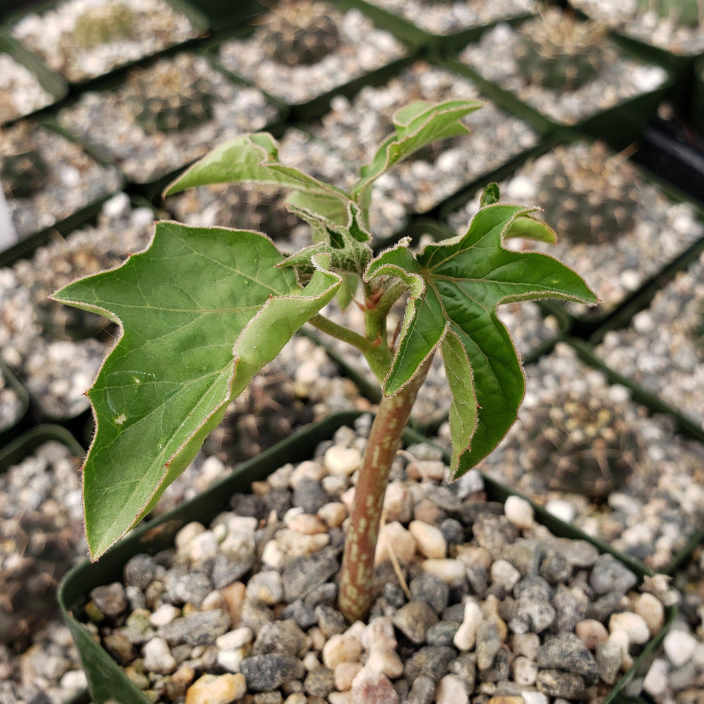 Adenia Volkensii