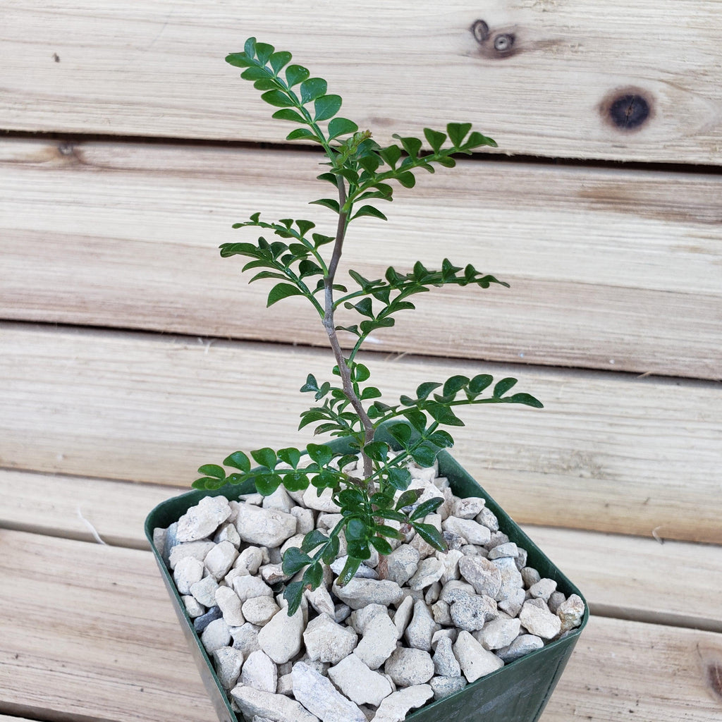 Operculicarya pachypus