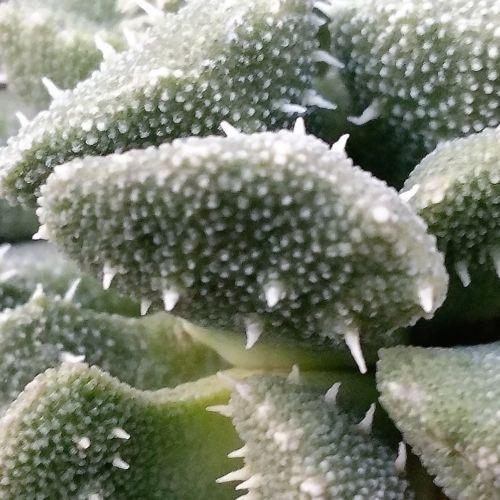 Titanopsis aloinopsis setifera