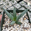 Aloe ramosissima