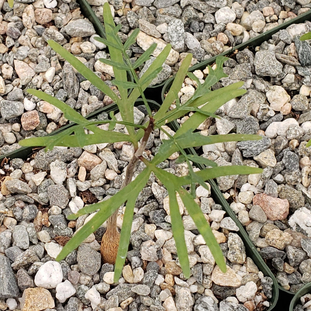 Bursera microphylla Elephant Tree