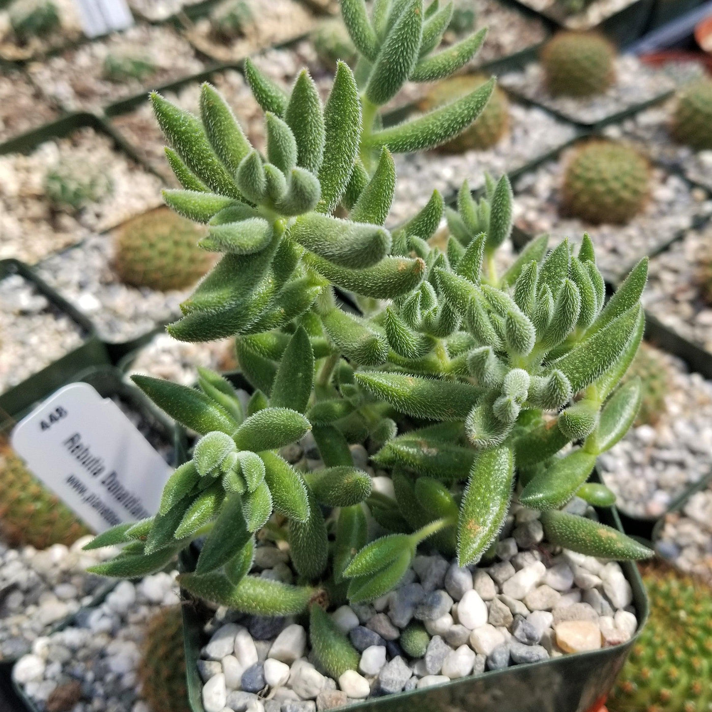 mesembryanthemoides succulent Crassula mesembryanthemoides hispida