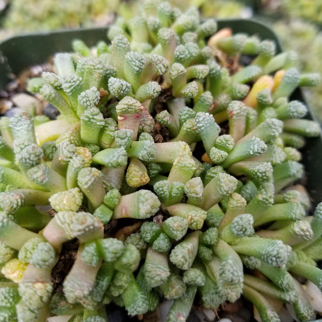 Neohenricia sibbettii