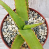 Aloe vanbalenii