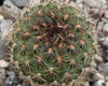 Rebutia vulpina