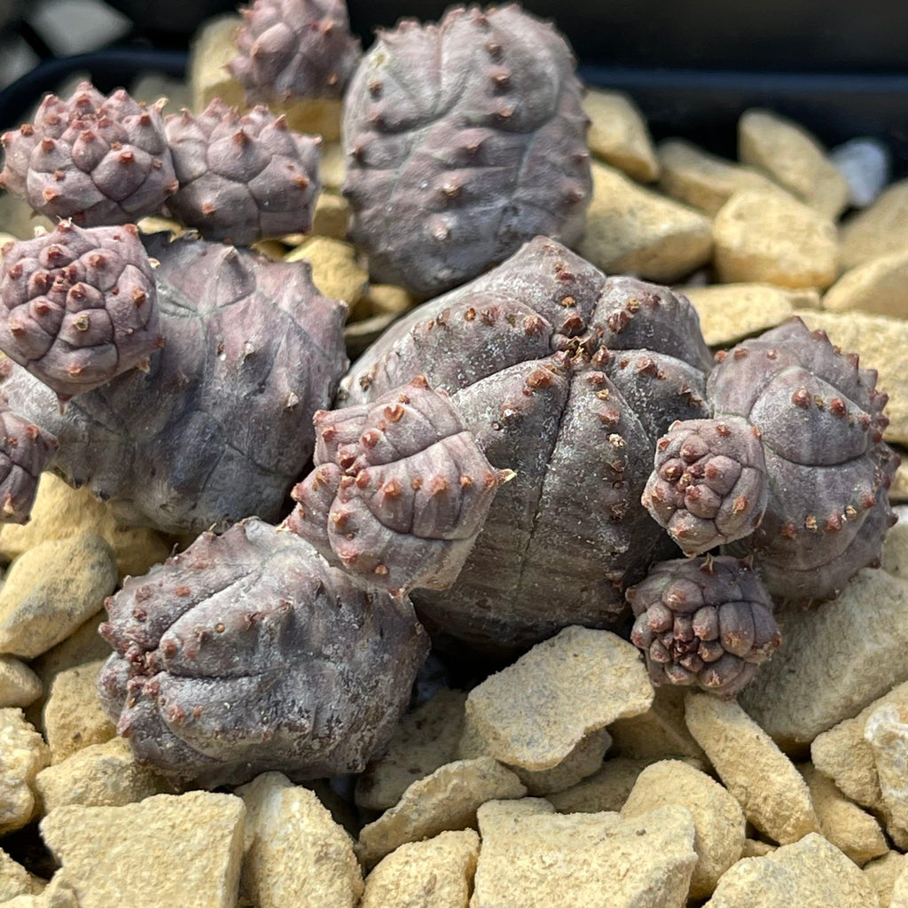 Euphorbia pseudoglobosa