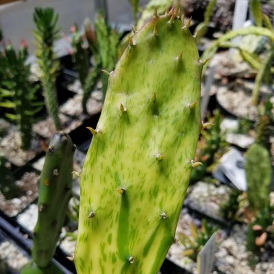 Sunburst Prickly Pear - Opuntia cochenillifera variegata Cutting