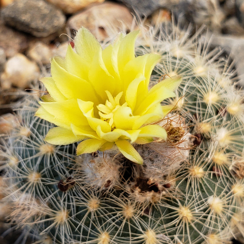 Frailea tenuissima albisetosa