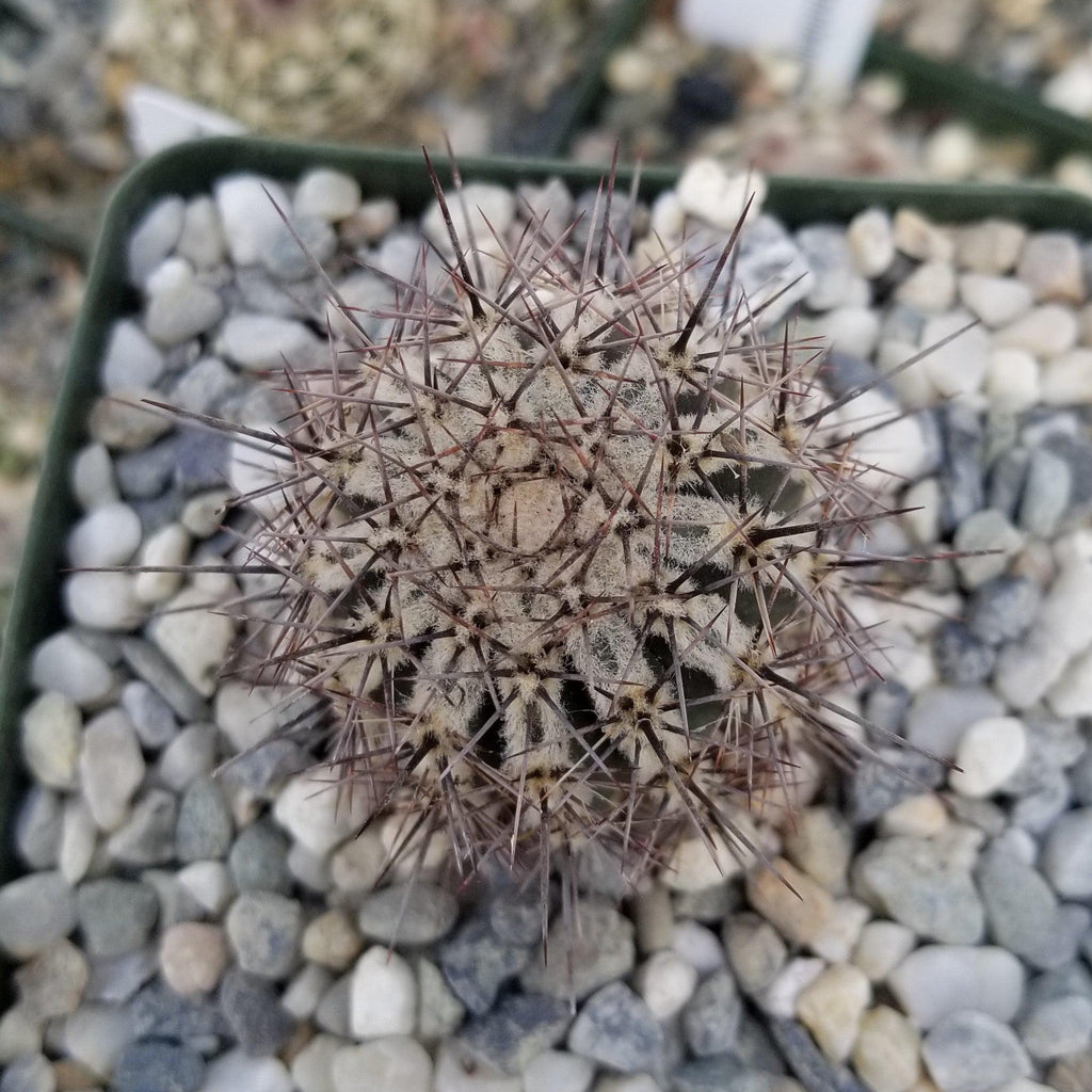 Echinopsis cv. Haku-Jo.