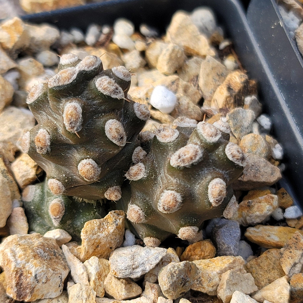 Tephrocactus molinensis
