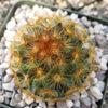 Mammillaria carmenae