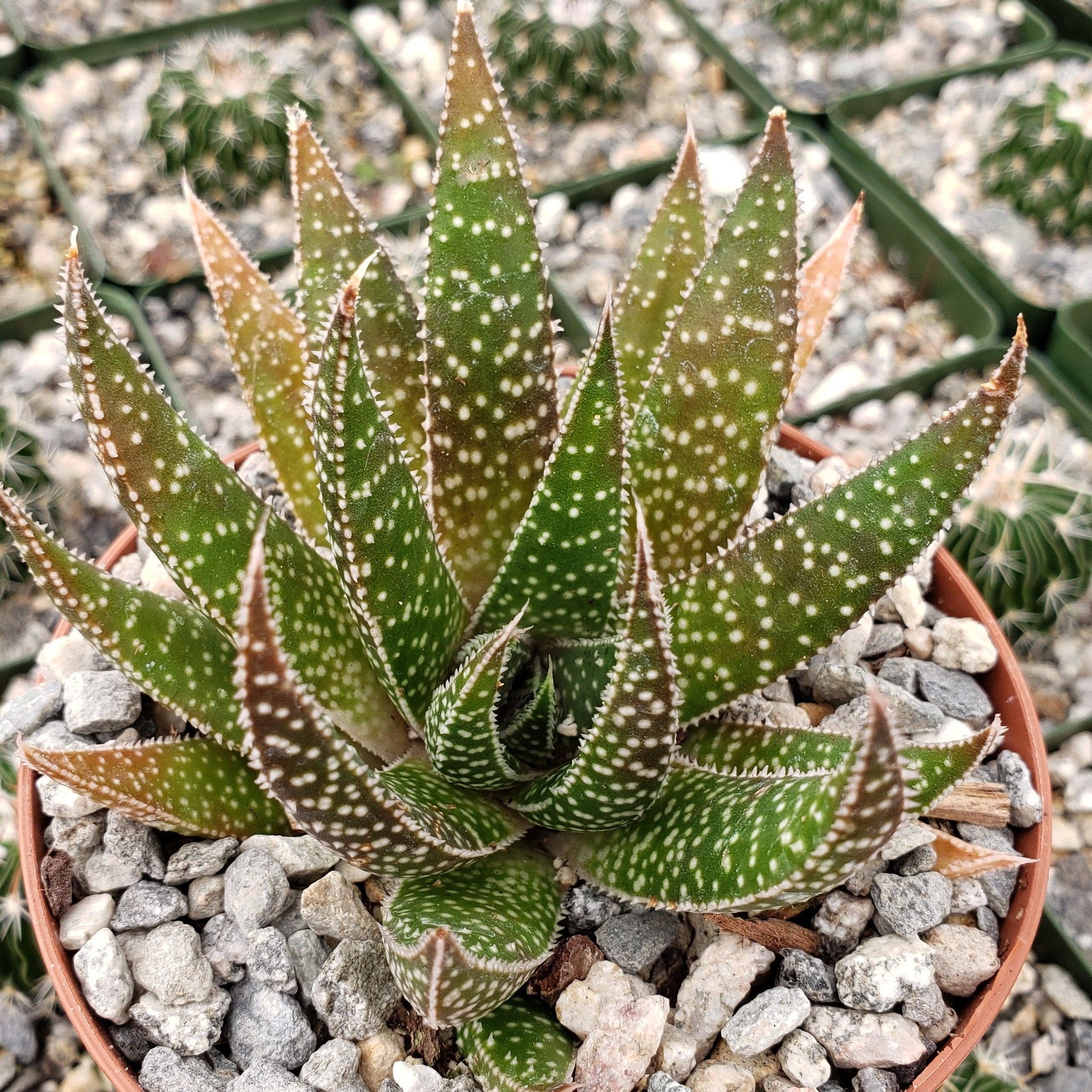 tail succulent Buy Gasteraloe Beguinii “Lizard Tail” Online