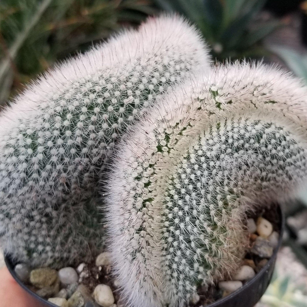 Mammillaria crest Red Cap