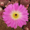 Rainbow Hedgehog Cactus - Echinocereus rigidissimus &