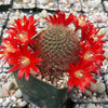 Rebutia fulviseta