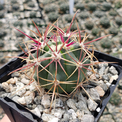 Ferocactus viridescens v. orcuttii valle de las palmas