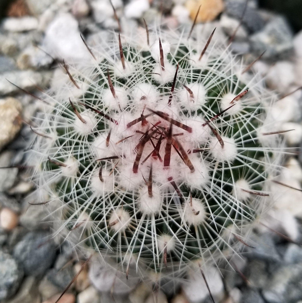 Stenocactus lloydii