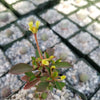 Euphorbia milii Yellow – Crown of Thorns