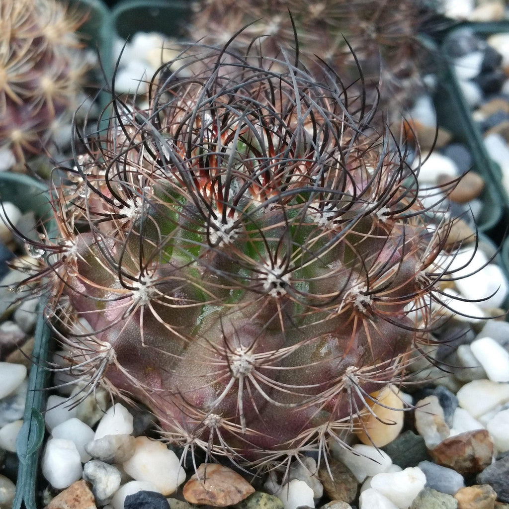 Neoporteria bicolor or Eriosyce islayensis