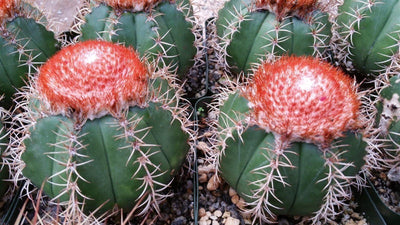 Melocactus matanzanus no cephalium
