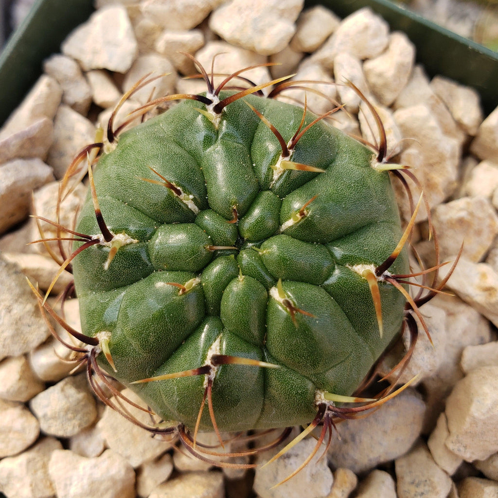 Submatucana aureiflora