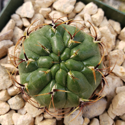 Submatucana aureiflora