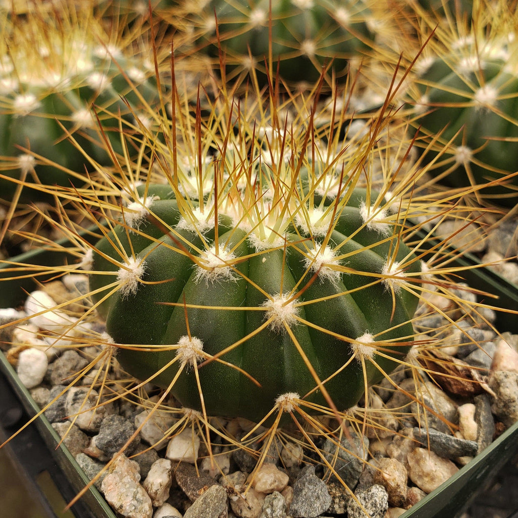 Buiningia brevicylindrica var. longispina