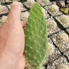 Opuntia Snow Fuzzy cutting