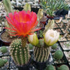 Torch Cactus - Trichocereus grandiflorus