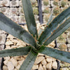 Saw Leaf Agave - Agave xylonocantha &