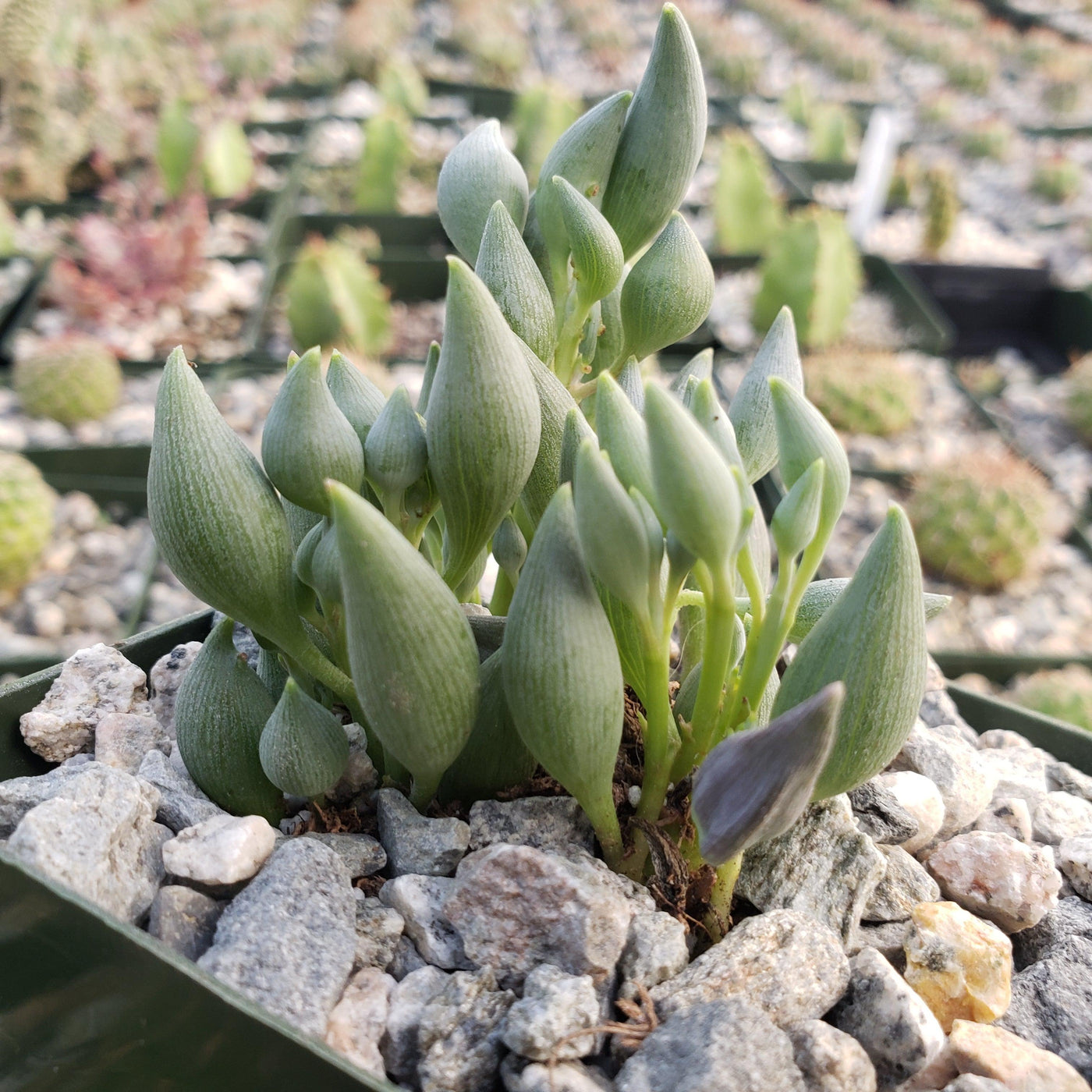 string of tears succulent plant Shop 'String of Tears
