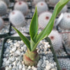 Furcraea foetida green