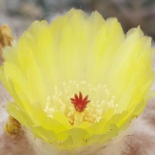 Wigginsia leprosorum