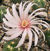 Gymnocalycium buenekeri