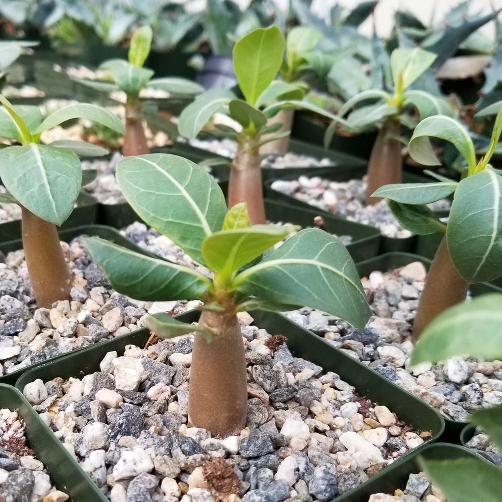 Adenium Obesum Shada