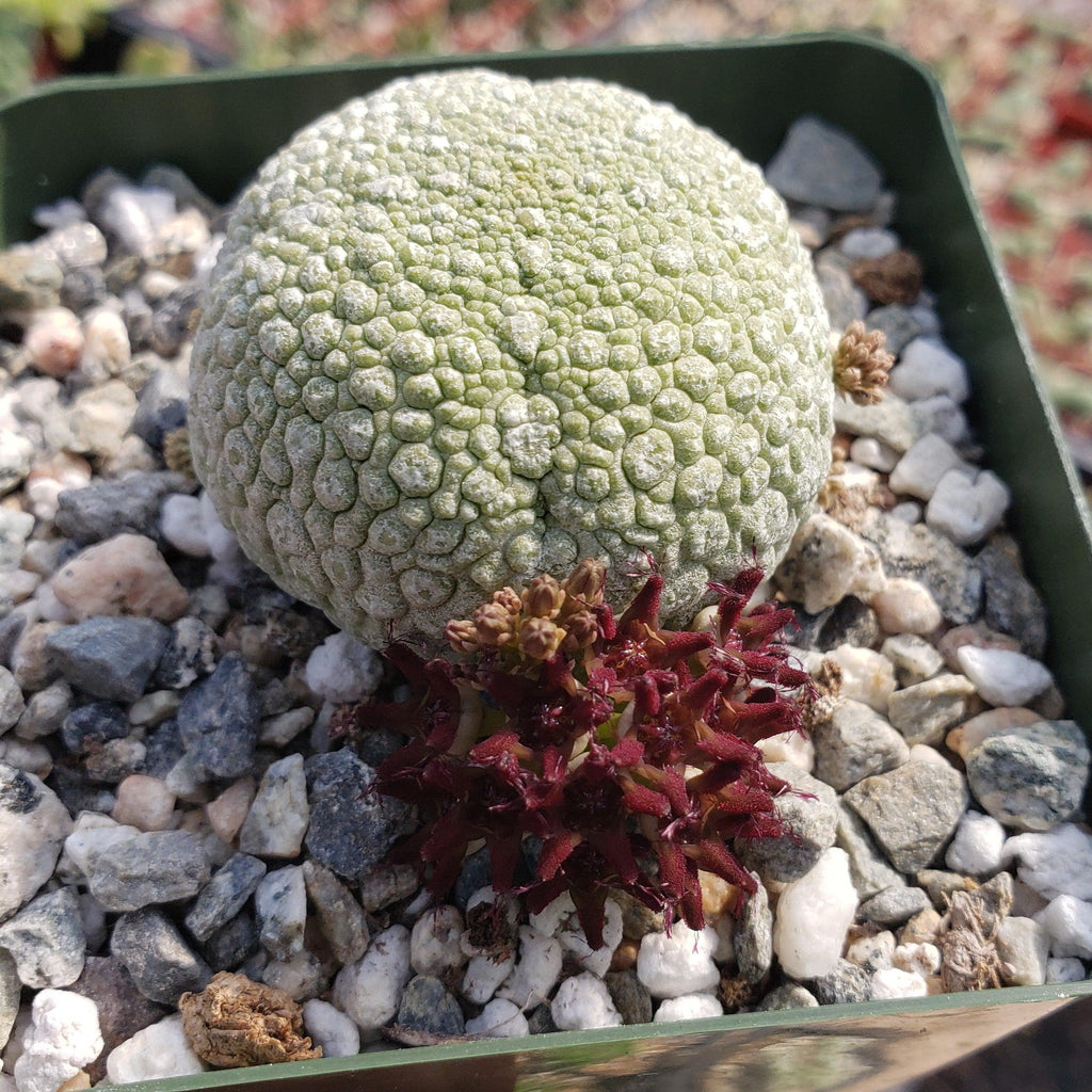 Pseudolithos migiurtinus