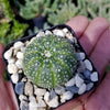 Sand Dollar Cactus &