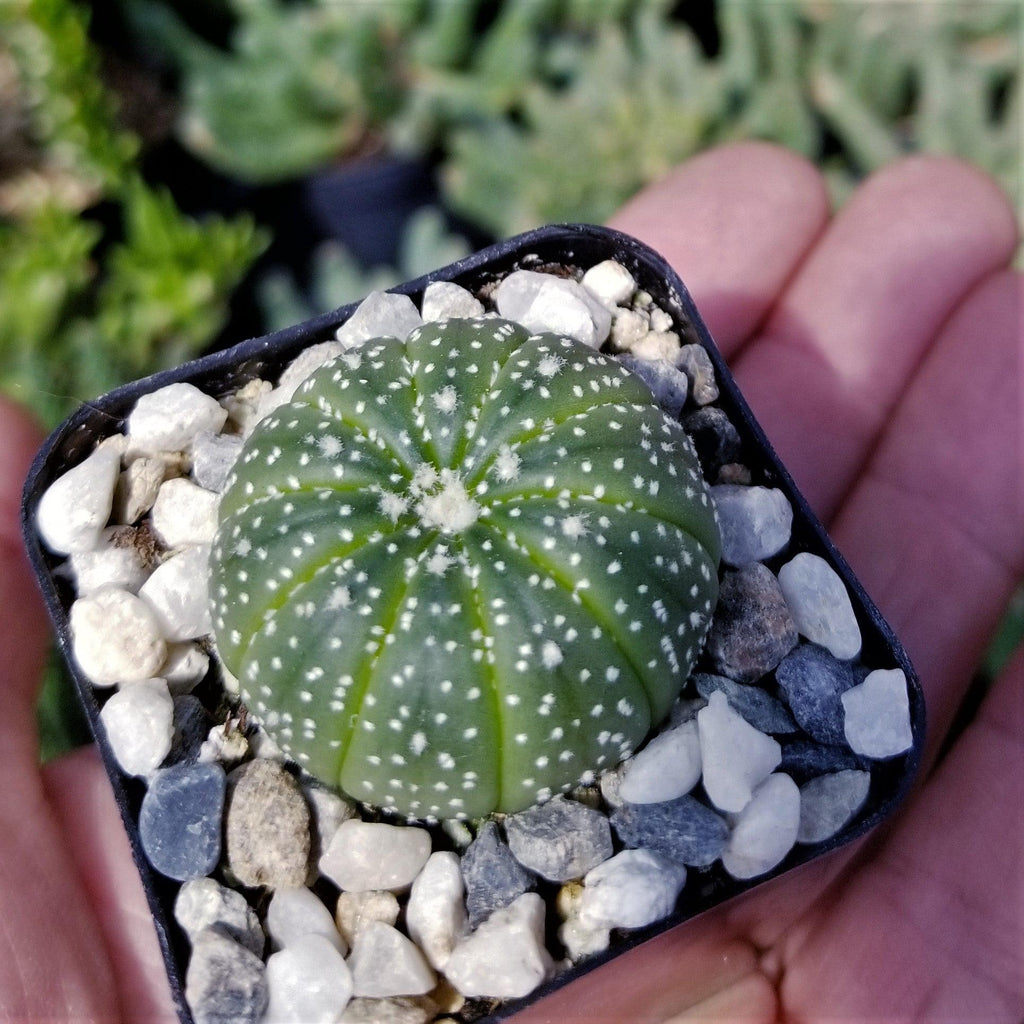 Sand Dollar Cactus &