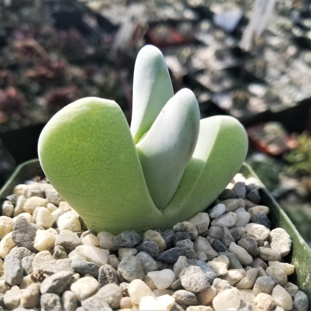 Cheiridopsis pillansii