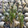 Albuca sp augrabies hills