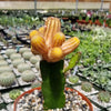 Chamaecereus lutea grafted Large