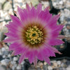 Echinocereus reichenbachii v. minor