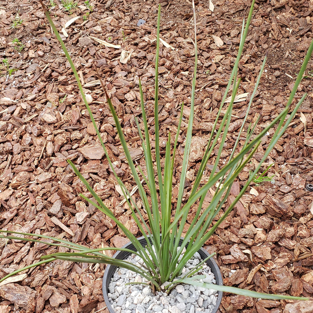 Hesperoyucca whipplei Specimen