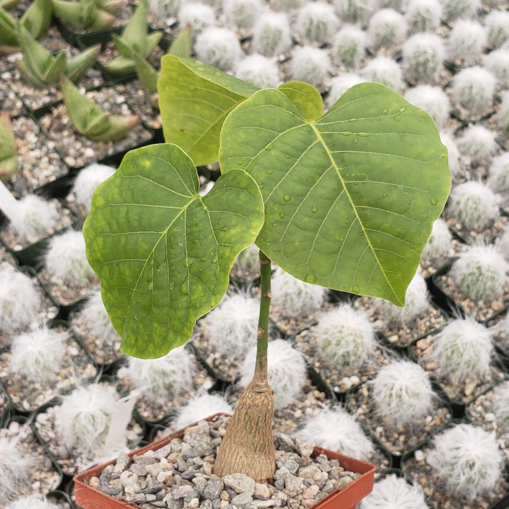 Shaving Brush Tree - Pseudobombax ellipticum