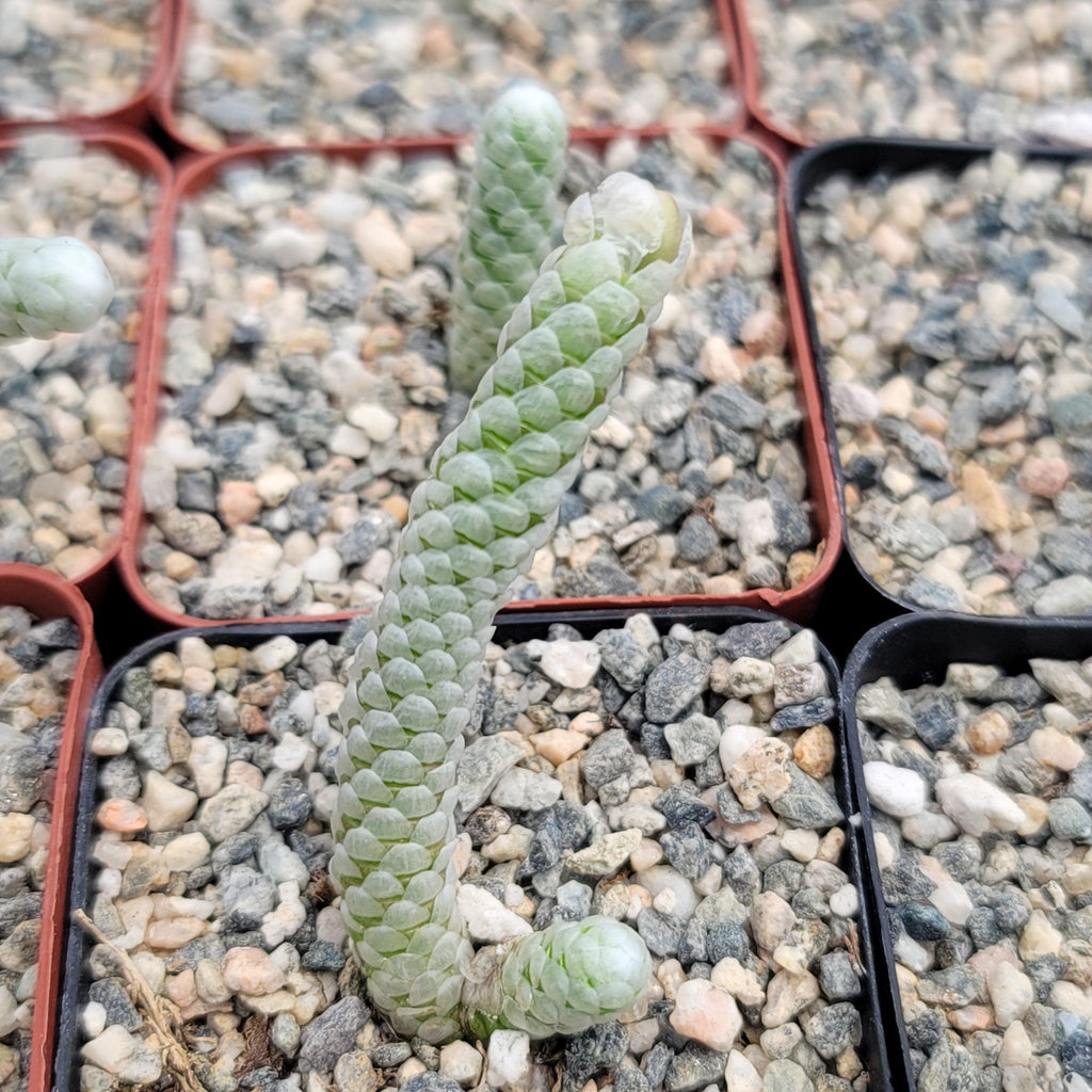 Avonia papyracea namaensis