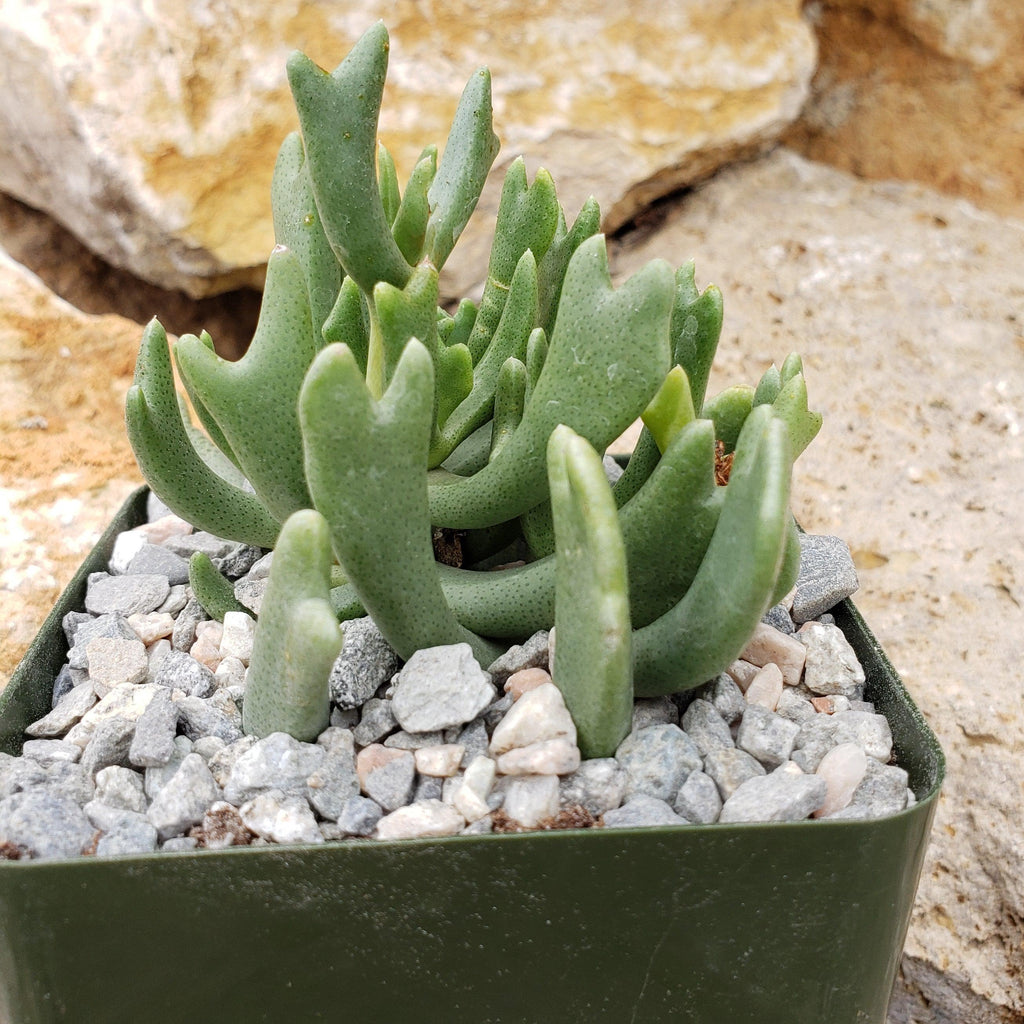 Rhombophyllum dolabriforme